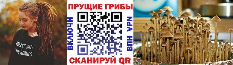 Галлюциногенные грибы Psilocybine cubensis  Таганрог 